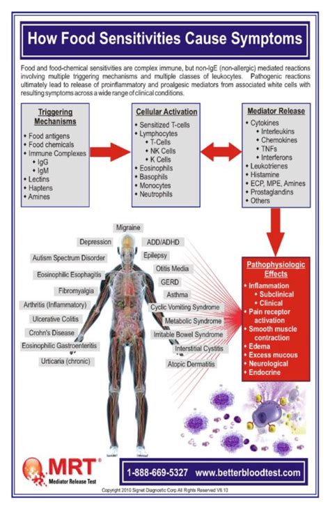Discover your unique food intolerances. LEAP/MRT Package (Food Sensitivites) - Tiffany Dalton ...