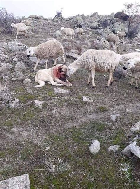 Sheep Shows Gratitude To Dog Who Saved Herd From A Wolf Attack Rlikeus