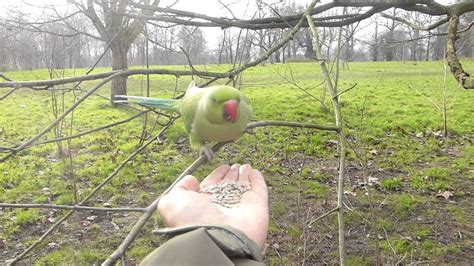 Hand Feeding Parakeets In Kensington Gardens Youtube