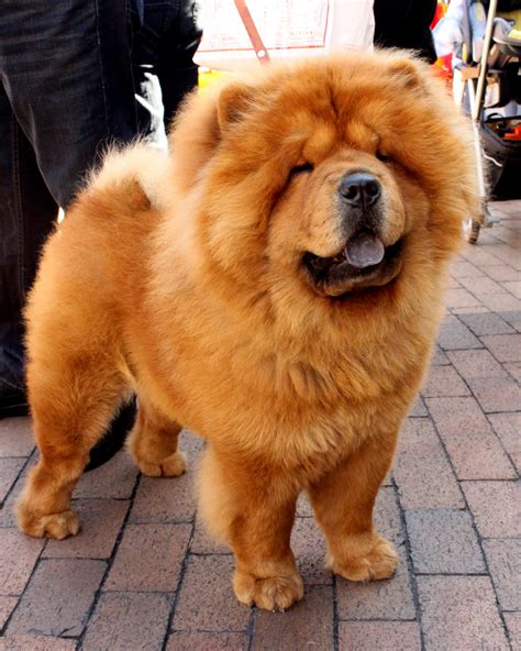 File01 Chow Chow Wikimedia Commons
