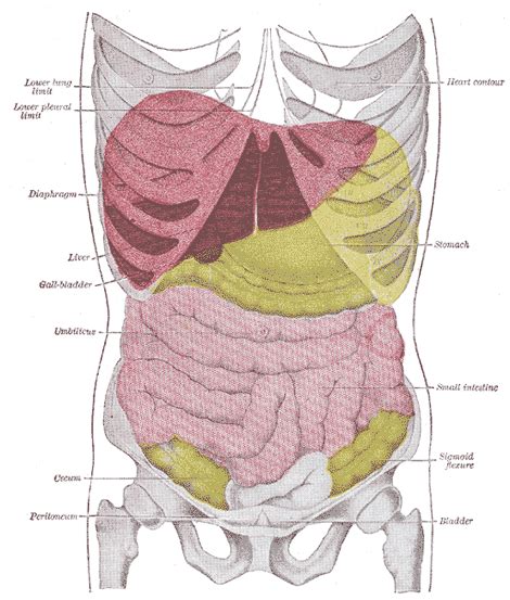 Surface Anatomy Of Abdomen