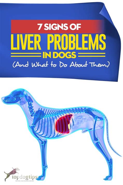 7 Signs Of Liver Problems In Dogs And What To Do About Them
