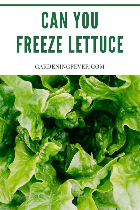 Picking the right varieties can help gardeners grow heads of lettuce that don't bolt and turn bitter. Can You Freeze Lettuce | Gardening tips, Growing ...