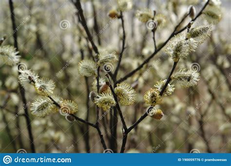 A Close Up Of Male Catkins Of Goat Willow Salix Caprea Flowering