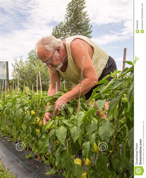 Real Farmer In His Own Home Garden Stock Photo Image Of Holding