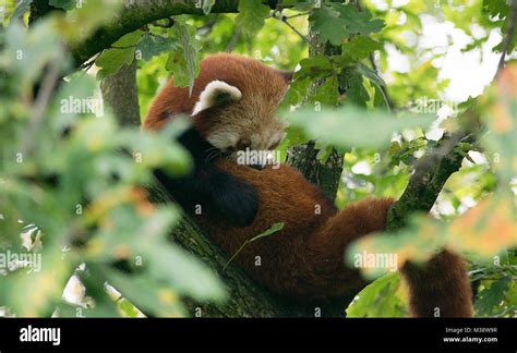 Red Panda In Captivity Stock Photo Alamy
