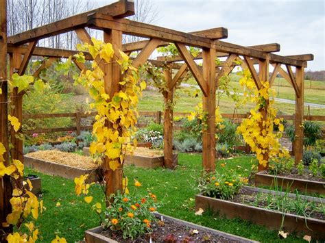 Whether the design is wood or metal, a garden trellis creates a beautiful backdrop for outdoor living spaces. Wooden Grape Vine Trellis - Outdoor Decorations : Build a ...