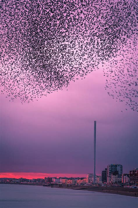 Starling Murmuration In Brighton Uk Photograph By Marius Comanescu