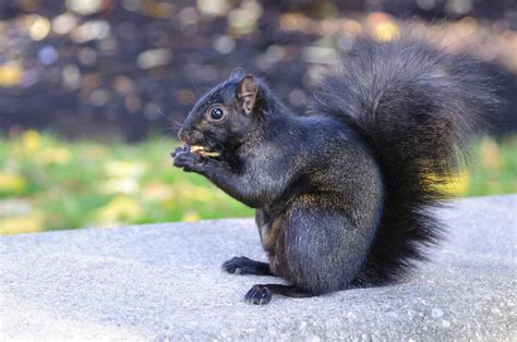The black squirrels are genetic mutations of the common american grey squirrels, missing a part of the usual dna sequence. Cute and Cool Facts About the Relatively Rare Black ...