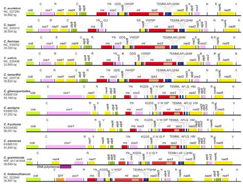 linear maps of the mitochondrial genomes of 11 colletotrichuim species download scientific