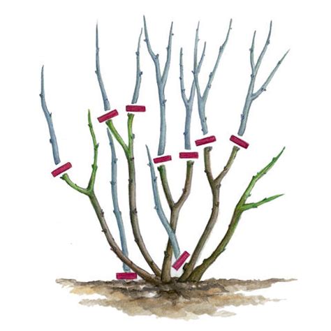 Kletterrosen neigen leider dazu, im unteren bereich zu verkahlen, dass entspricht ihrem natürlichen wuchs. Strauchrosen schneiden - Mein schöner Garten