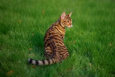 Toyger Cat Breed Information Great Pet Care