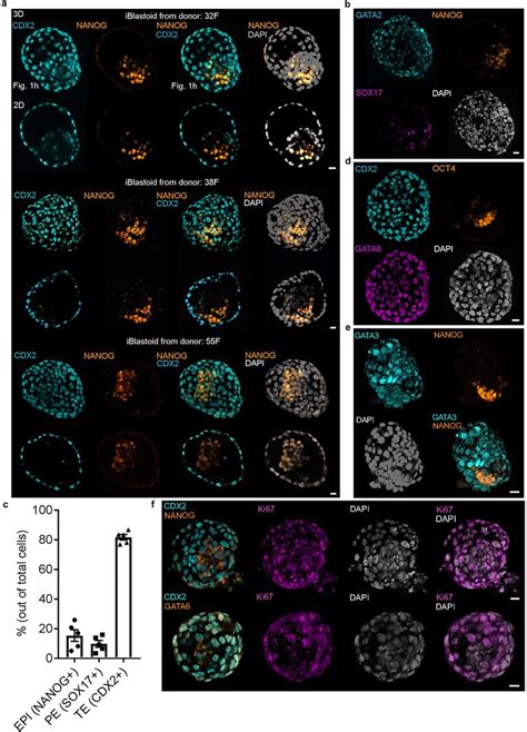 Immunostaining Analysis Of IBlastoids A 3D And 2D Representations Of