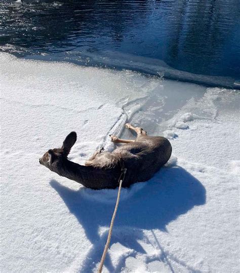 Wyoming Deputies Lasso Deer That Fell Through Iced Over Pond Positive