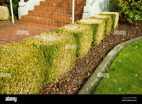 Heavily Trimmed Boxwood Hedge Buxus Sempervirens Stock Photo Alamy