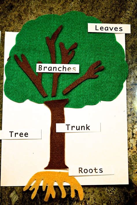 Diy Montessori Felt Parts Of A Tree Creative Curriculum Preschool