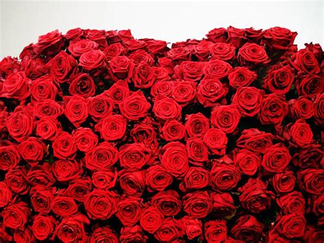 2800 Bed Of Roses Stock Photos Pictures And Royalty Free Images Istock