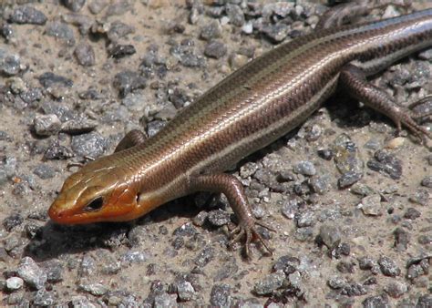 Five Lined Skink Adult Male 5 Lined Skinks And Green