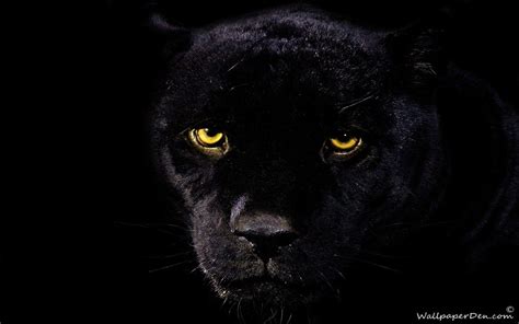 Black Panther Backgrounds Wallpaper Cave
