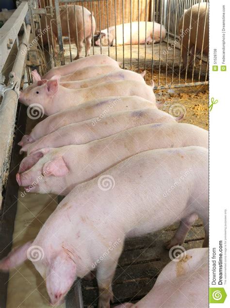 Muchos Cerdos Rosados En La Pocilga Del Criador Del Animal Del Campo