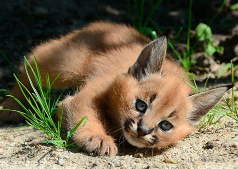 Caracal Kittens Born At Dvur Kralove Zoo Czech Republic