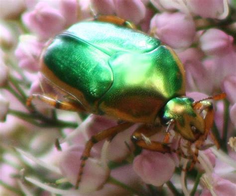 Metallic Green Scarab Beetle From Australia Whats That Bug