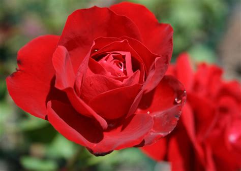 Hedging Rose Floribunda Lili Marlene 175mm Pot Dawsons Garden World