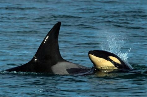 Avistan Por Primera Vez Una Cría De Orca En Las Costas Rionegrinas