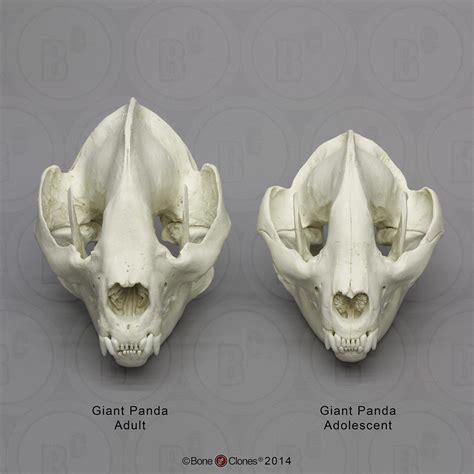 Giant Panda Skull Adolescent Bone Clones Inc Osteological