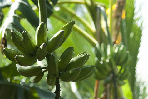 Free Stock Image Of Bunch Of Bananas Ripening On The Tree
