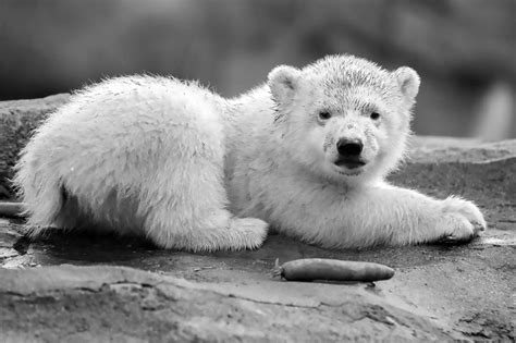 The polar bear family does not venture out straight away but usually. Zoo Reveals Polar Bear Cub Is Female And Seeks A Name ...