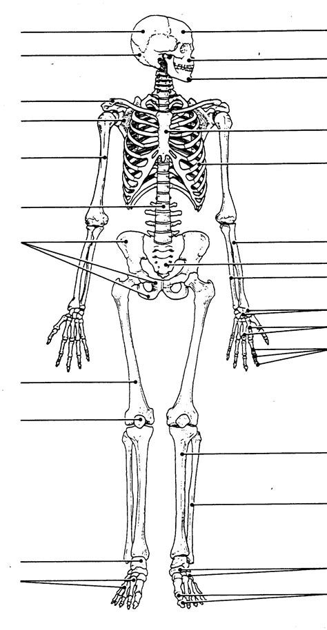 A diagram of an animal and human cell. Human Skeleton Diagram Unlabeled . Human Skeleton Diagram Unlabeled Blank Human Skeleton Diagram ...