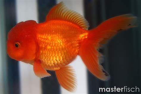 Red Butterfly Fantail Goldfish Carassius Auratus MasterFisch