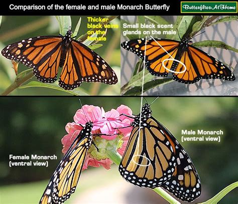 identification guide to the female and male monarch butterfly showing differences between the