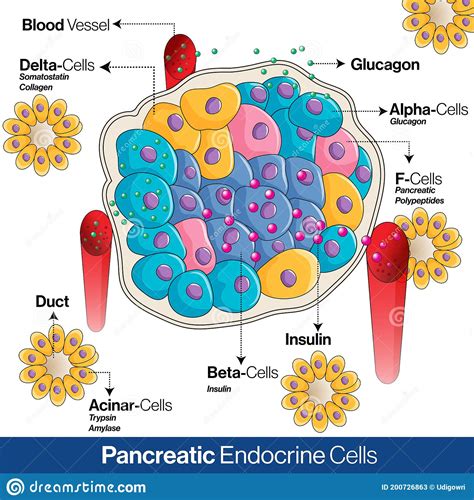 Pancreatic Secretion Illustration Cartoon Vector 163813423