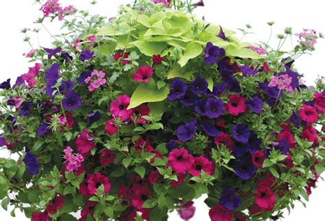 If you have a shady spot in your florida landscape don't despair because there are a variety of plants that grow well in the darker light conditions. Sun Hanging Baskets | Hanging Baskets | Annuals | Plants ...