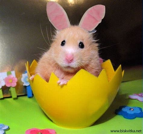 23 Best Hamster Dressed Up Images On Pinterest Cute Hamsters Mice