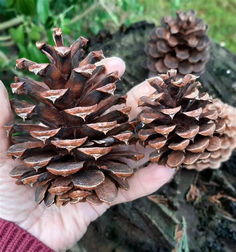 75 Ponderosa Pine Cones For Decorating Or Crafts From The Etsy