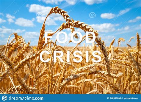 The Problem Of Food Insecurity In The World Food Crisis And Crop
