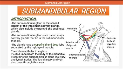 Submandibular Region Anatomy Youtube