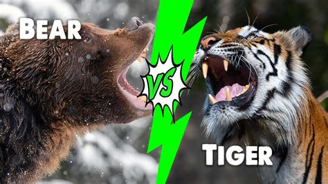 Bear Vs Tiger Who Would Win In A Fight YouTube