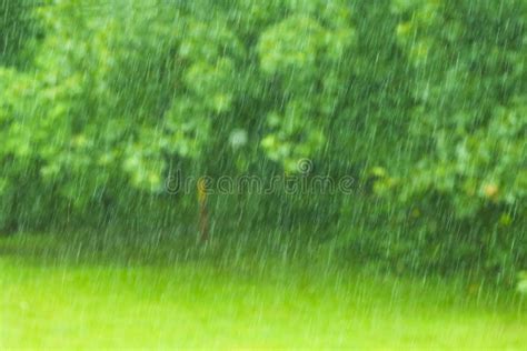 Heavy And Fast Rain Drops Falling In Green Forest And On Grass Stock
