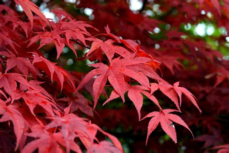 Free Images Branch Flower Red Color Autumn Season Maple Tree