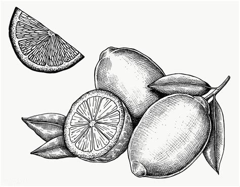 Hand Drawn Fresh Lemons Set Transparent Png Free Image By Rawpixel