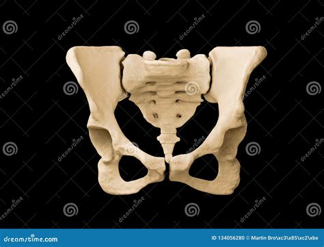 Pelvis Esqueleto Humano Anatomía Femenina Del Hueso De La Pelvis