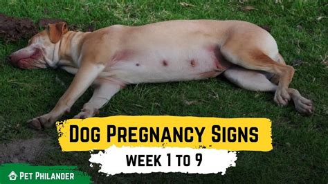Dog Pregnancy Signs Week 1 To 9 Pet Health Youtube