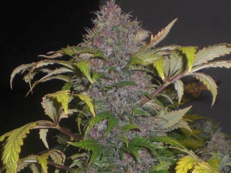 Lowryder is well known worldwide as the original variety of autoflowering strain, lowryder 2 feminized is the improved version of the original. Lowryder #2 von Joint Doctor, 6 oder 10 automatic Seeds ...