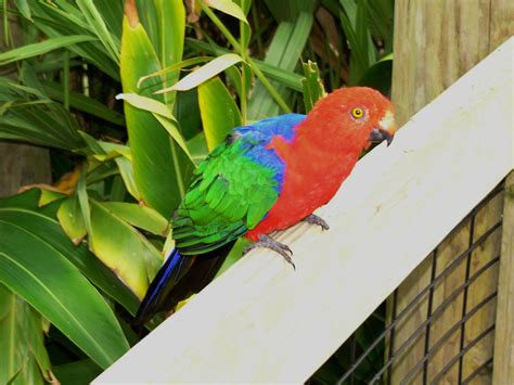 The Online Zoo Moluccan King Parrot