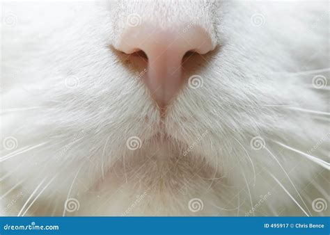 Cat Nose Royalty Free Stock Photography Image 495917