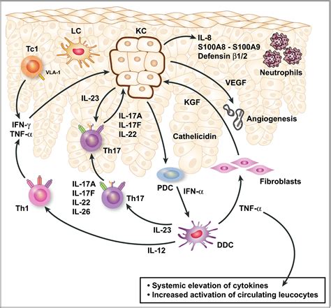 Management Of Psoriasis As A Systemic Disease What Is The Evidence